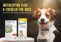 Interceptor Plus & Credelio for Dogs: A Combo for 360-Degree Parasite Protection